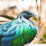 blue and green bird