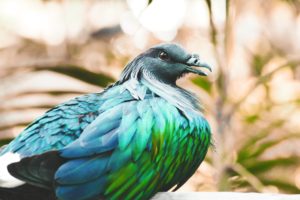 blue and green bird