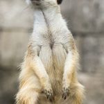 meerkat on hind legs